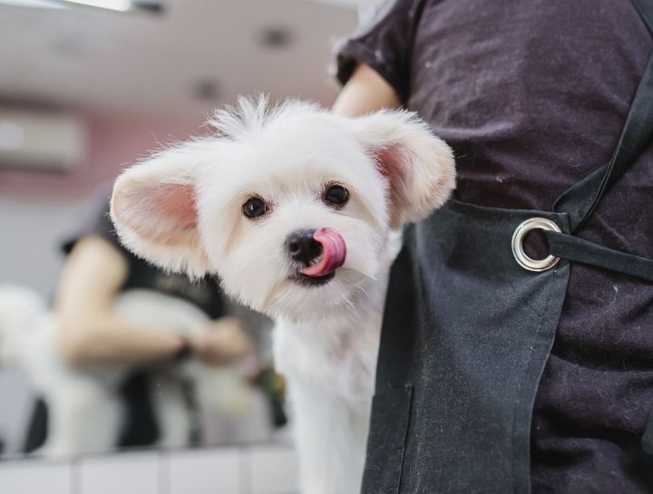 Pet Groomers